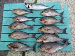 神谷一文字　カゴ釣りでイサギ〜39cm