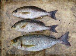 神谷一文字　カゴ釣りでイサギ〜39cm