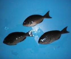 舞鶴田井の磯　フカセでグレ〜37cm3匹