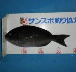 舞鶴田井の磯　フカセでグレ〜37cm3匹