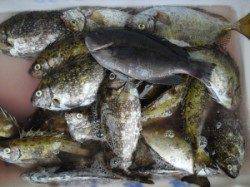 フカセでアイゴ大漁です♪　カノクビ磯