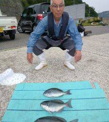 グレ、カワハギなど色々釣れました！神谷カゴ釣り釣果