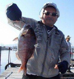 田尻の釣り堀　放流タイムにマダイ・シマアジがヒット！イサギも