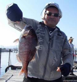 田尻の釣り堀　放流タイムにマダイ・シマアジ…