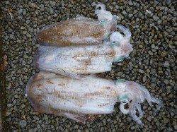 ヤエンで2.86キロのアオリイカ！！湯浅磯釣り