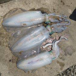 湯浅の磯 ウキ釣りでアオリイカ〜1.94kg