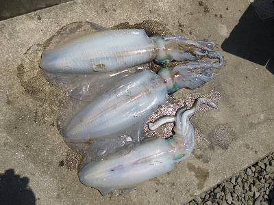 湯浅の磯 ウキ釣りでアオリイカ〜1.94kg