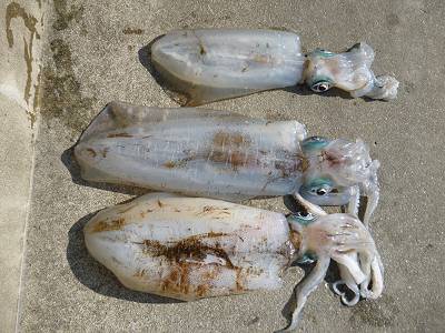 湯浅の磯　ヤエン＆エギングでアオリイカの良型狙える