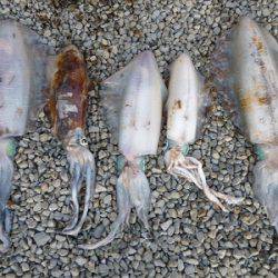 湯浅の磯　ヤエン＆エギングでアオリイカの良型狙える