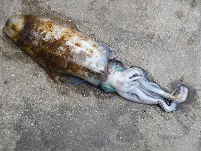 湯浅の磯 エギングでアオリイカ〜1.3kg…