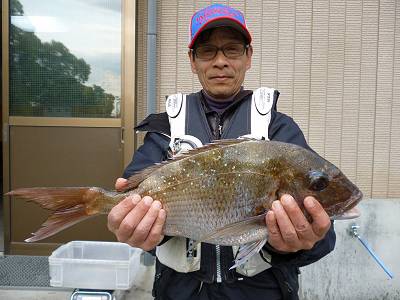 湯浅の磯 フカセでマダイ51.5cm