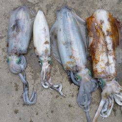 湯浅の磯 ヤエンでアオリイカ〜2.19kgの釣果