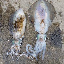 湯浅の磯 ヤエンでアオリイカ〜2.19kgの釣果