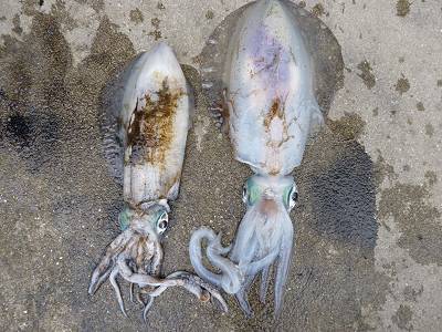 湯浅の磯 ヤエンでアオリイカ〜2.19kgの釣果