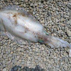 湯浅の磯　ヤエンでアオリイカ〜1.97kg