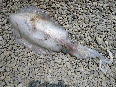 湯浅の磯　ヤエンでアオリイカ〜1.97kg