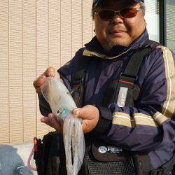 湯浅の磯 エギングでアオリイカ〜1.09kg