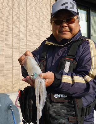 湯浅の磯 エギングでアオリイカ〜1.09k…