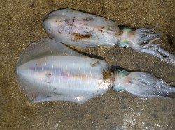 湯浅の磯でのヤエン釣り、絶好調です！！