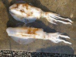 湯浅の磯でのヤエン釣り、絶好調です！！