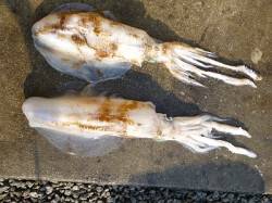 湯浅の磯でのヤエン釣り、絶好調です！！