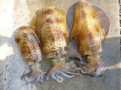 湯浅の磯でのヤエン釣り、2.38kgのアオリＧＥＴ！