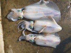 湯浅の磯でのヤエン釣り、2.38kgのアオリＧＥＴ！