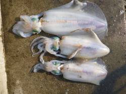 湯浅の磯でのヤエン釣り、2.38kgのアオ…