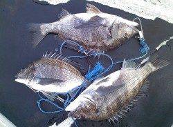 フカセで48cmの良型含むチヌの釣果　〜湯浅〜