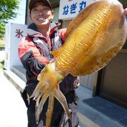 湯浅でアオリウキ釣り、1.8kgの綺麗なアオリです