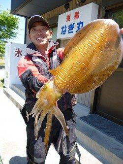 湯浅でアオリウキ釣り、1.8kgの綺麗なアオリです
