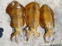 湯浅でアオリウキ釣り、1.8kgの綺麗なアオリです