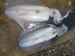 アオリイカのウキ釣り、2キロオーバーが2ハイ！