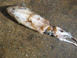 湯浅の磯でエギング、ヒットカラーはピンク