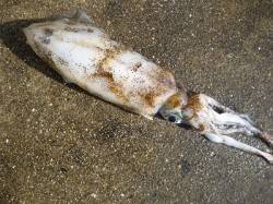 湯浅の磯でエギング、ヒットカラーはピンク