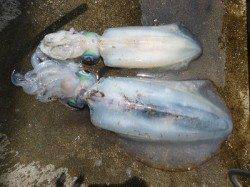 ヤエンで胴長41cmのアオリＧＥＴ！ 湯浅の磯で