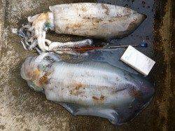 ヤエンで胴長41cmのアオリＧＥＴ！ 湯浅の磯で