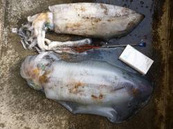 ヤエンで胴長41cmのアオリＧＥＴ！ 湯浅…