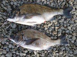 【9日】湯浅の磯のフカセ情報