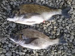 【9日】湯浅の磯のフカセ情報