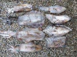 湯浅の磯　ヤエン＆ウキ釣りでのアイリイカ釣果