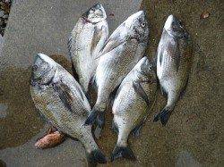 湯浅の磯　紀州釣りでチヌ〜45cm