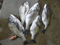 湯浅の磯　紀州釣りでチヌ〜45cm