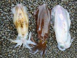 湯浅の磯　ヤエン＆ウキ釣りでのアイリイカ釣果