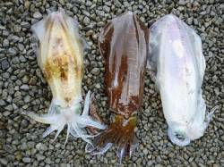 湯浅の磯　ヤエン＆ウキ釣りでのアイリイカ釣…