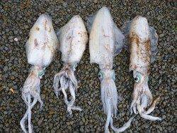 湯浅でヤエン、胴長37.5cmのアオリＧＥＴ！