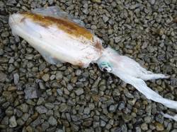 湯浅の磯でのヤエン釣り、好調続いています！…