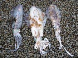 湯浅の磯でのヤエン釣り、好調続いています！