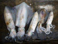 イカ　ウキ釣りも好調です！！〜湯浅の磯での釣果〜