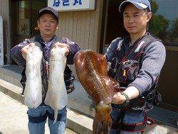 湯浅、アジを使ってのアオリイカ狙い、3バイ